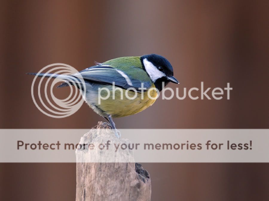 Fotografie