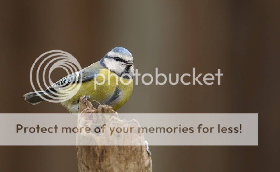 Fotografie