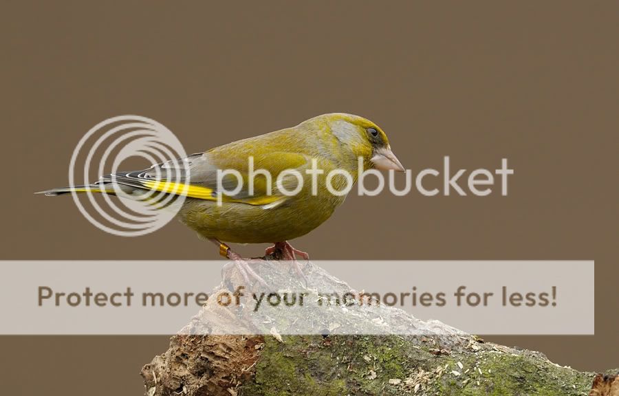 Fotografie