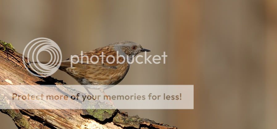 Fotografie