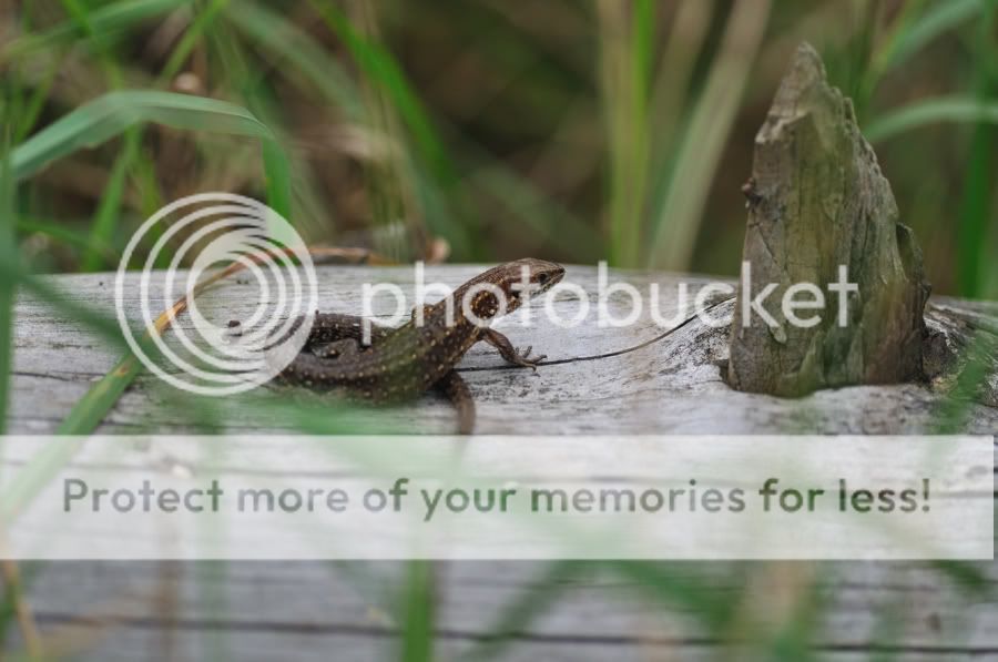 Fotografie