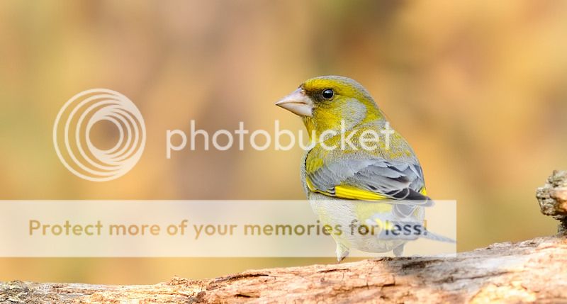 Fotografie