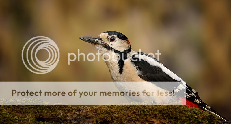 Fotografie