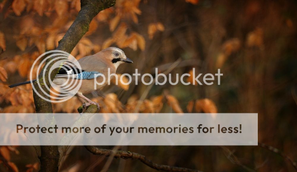 Fotografie