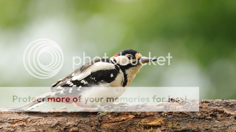 Fotografie