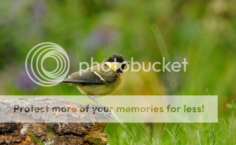 Fotografie