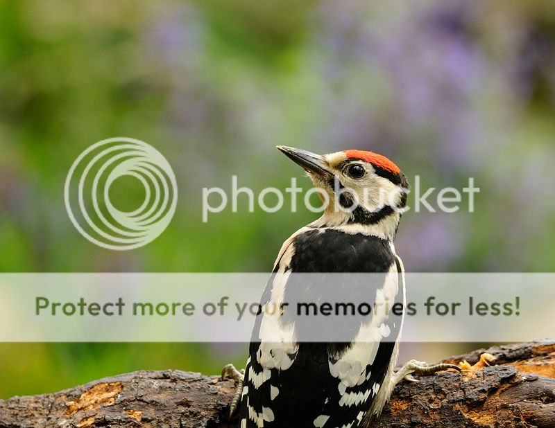 Fotografie