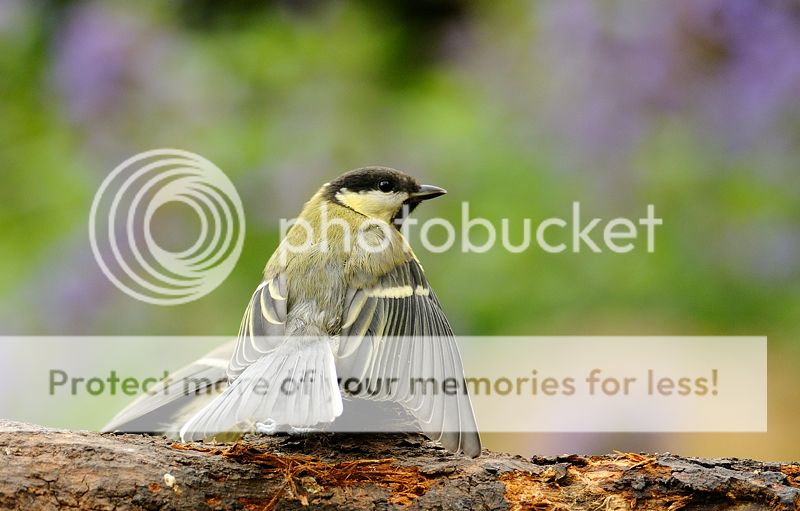 Fotografie