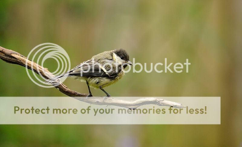 Fotografie
