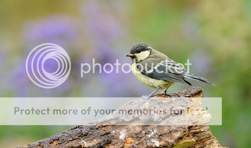 Fotografie