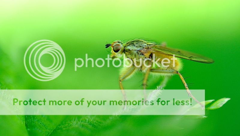 Fotografie