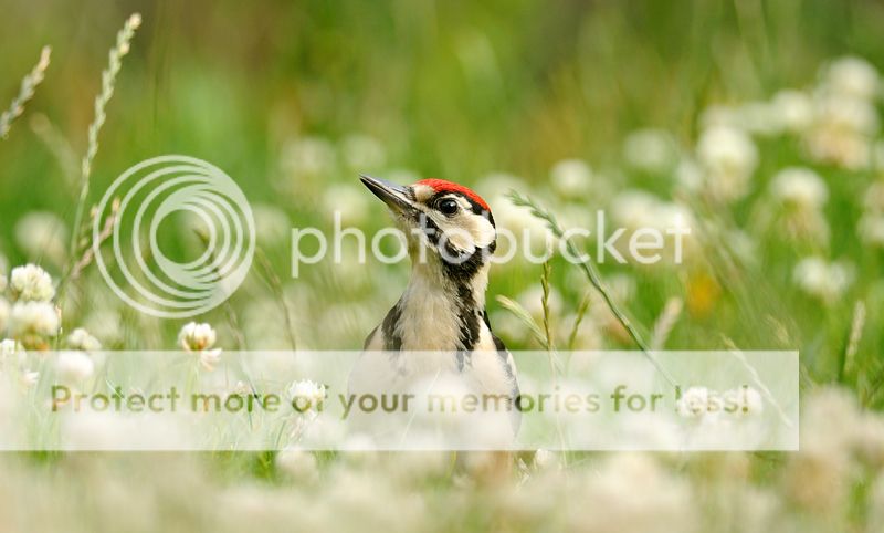 Fotografie