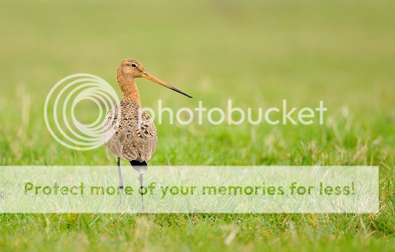 Fotografie
