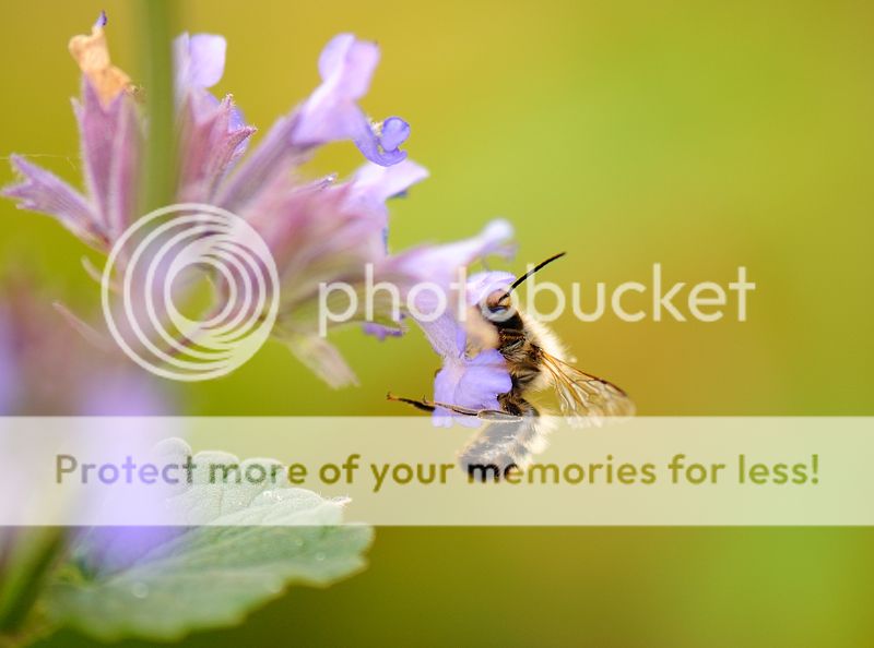 Fotografie