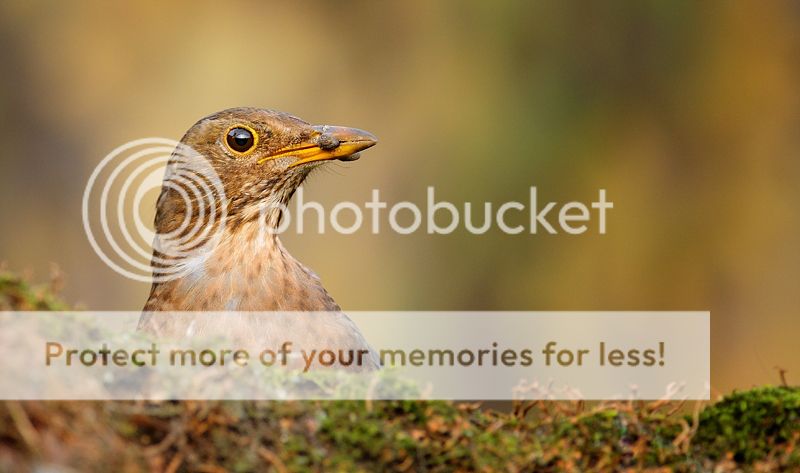 Fotografie