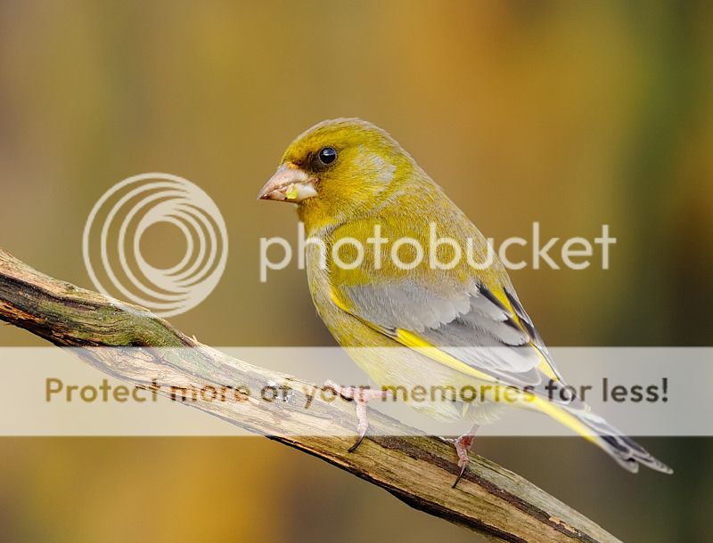 Fotografie