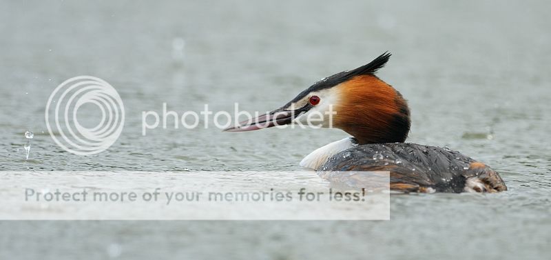 Fotografie
