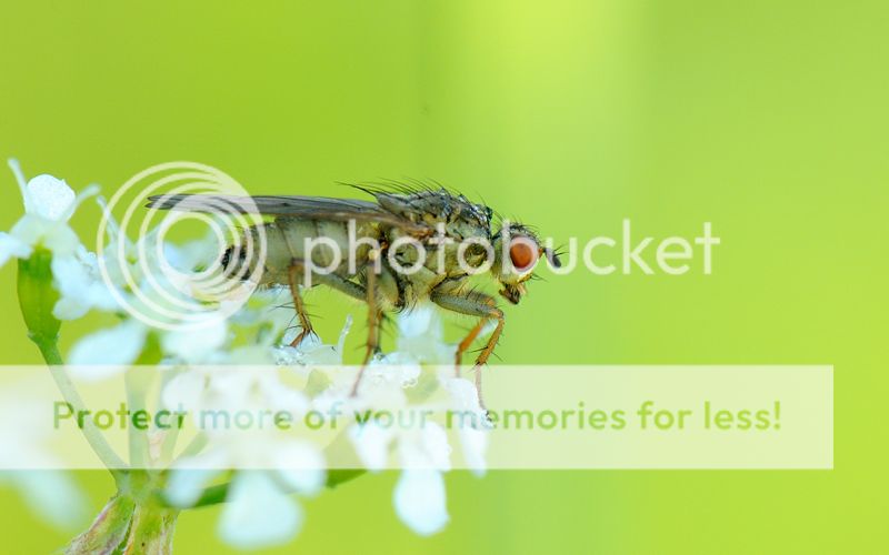 Fotografie