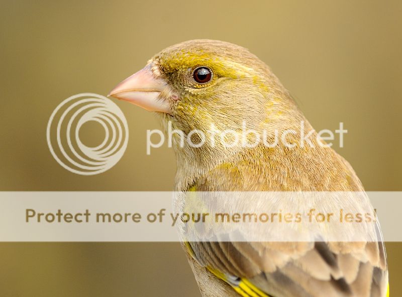 Fotografie