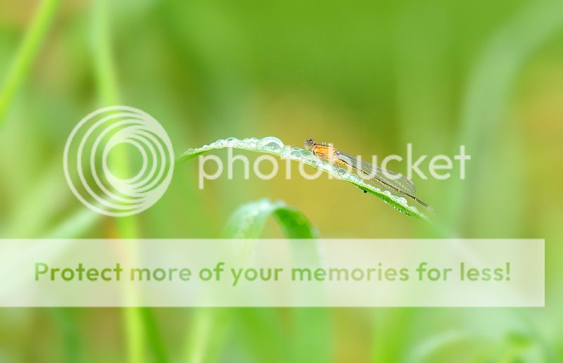 Fotografie