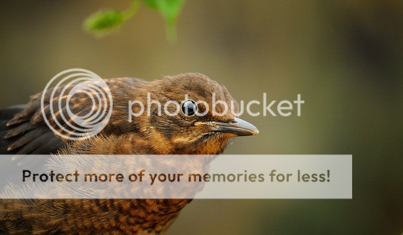 Fotografie