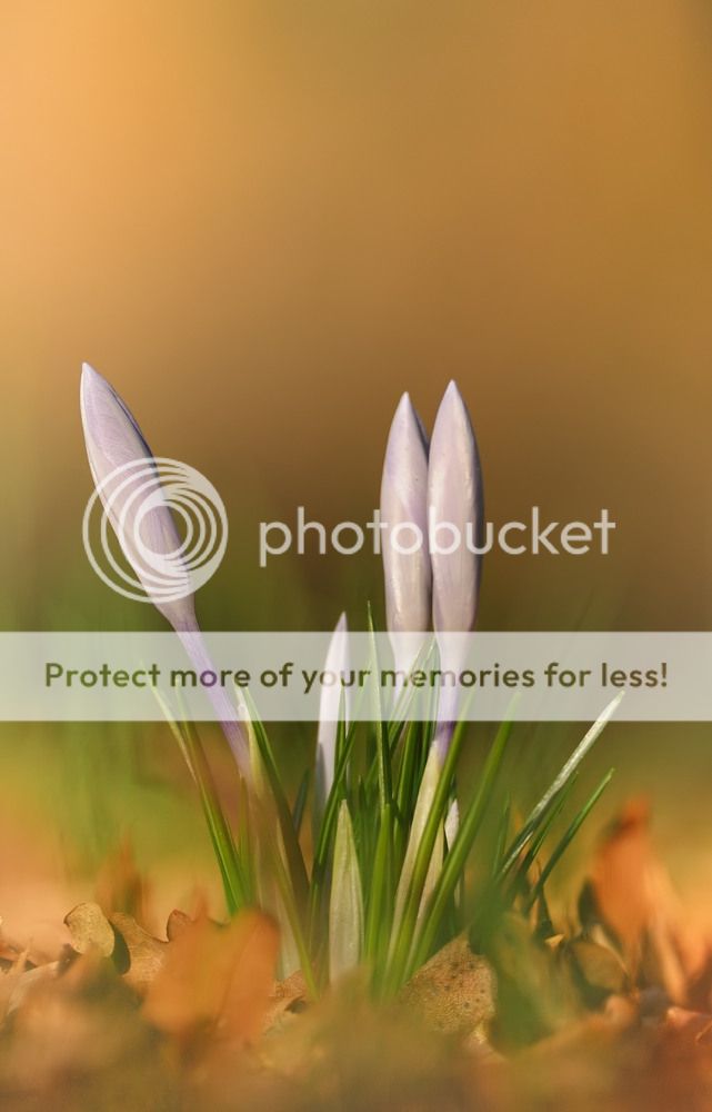 Fotografie
