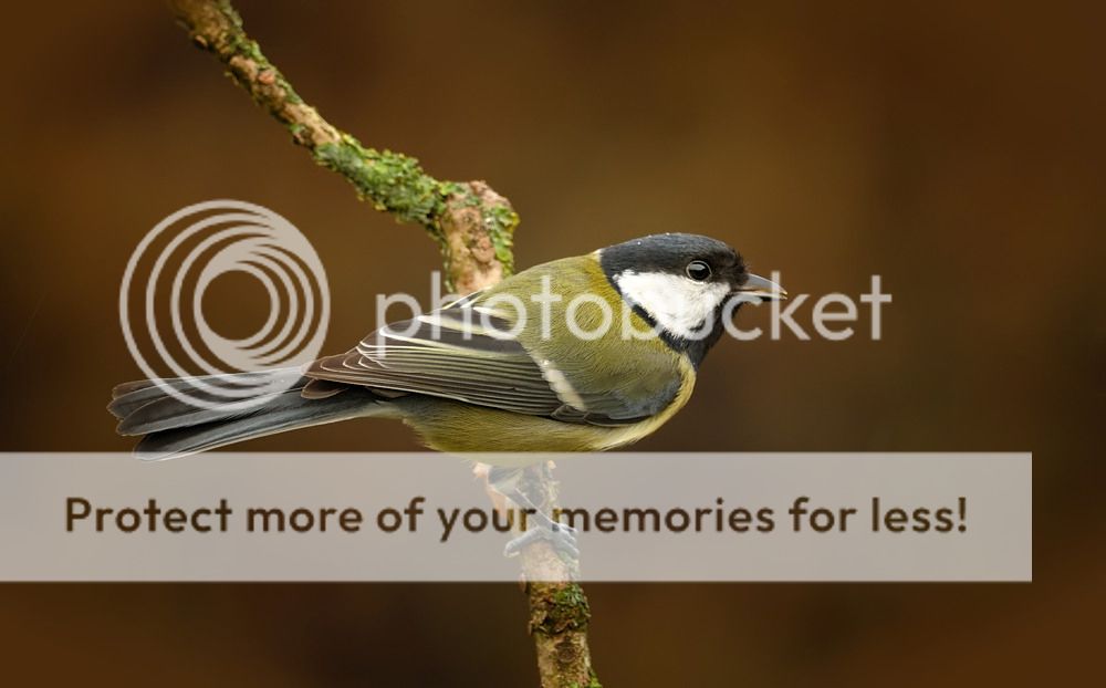 Fotografie