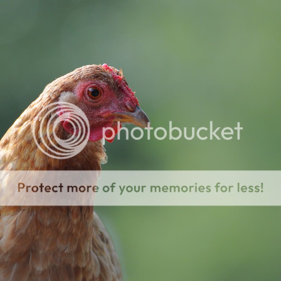 Fotografie