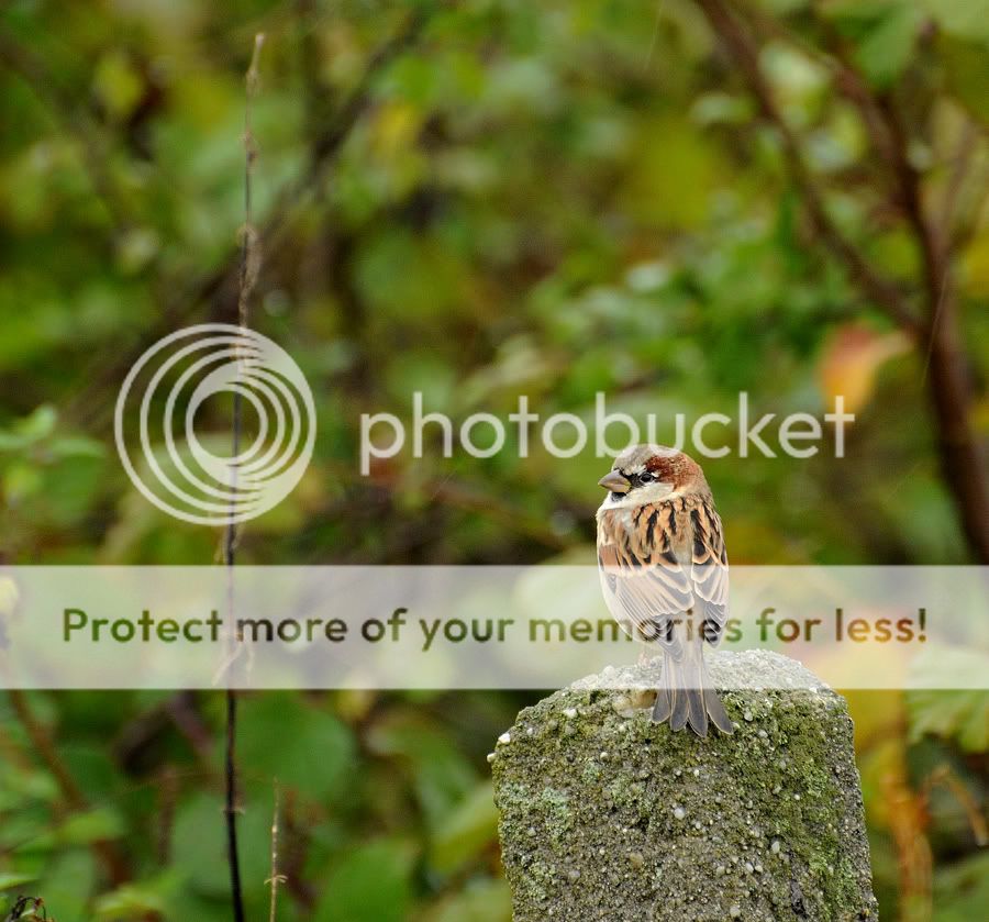 Fotografie