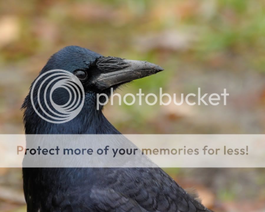 Fotografie
