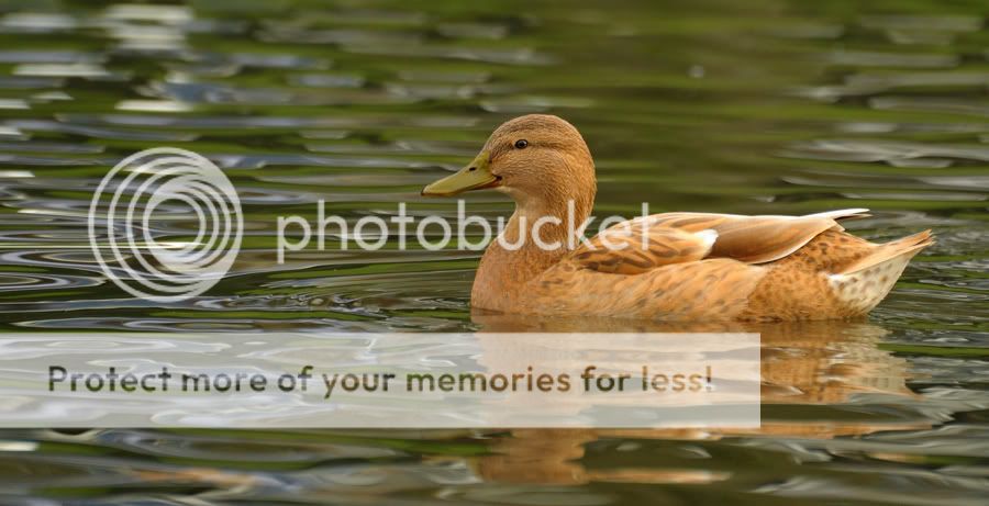 Fotografie