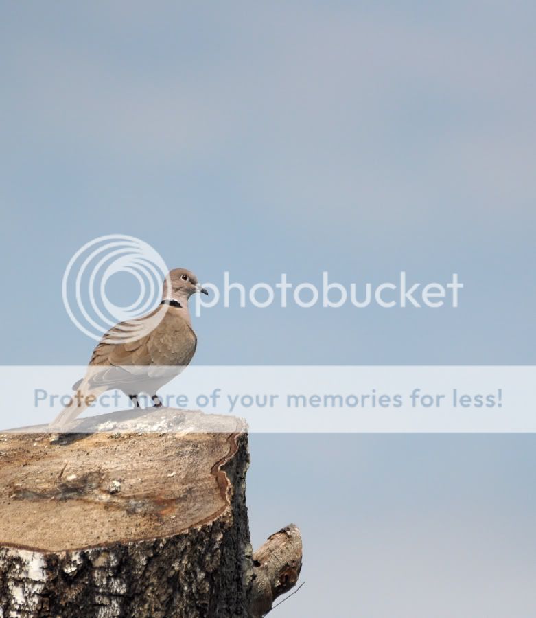 Fotografie