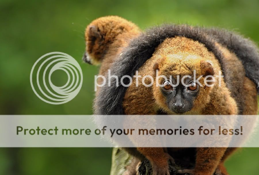 Fotografie