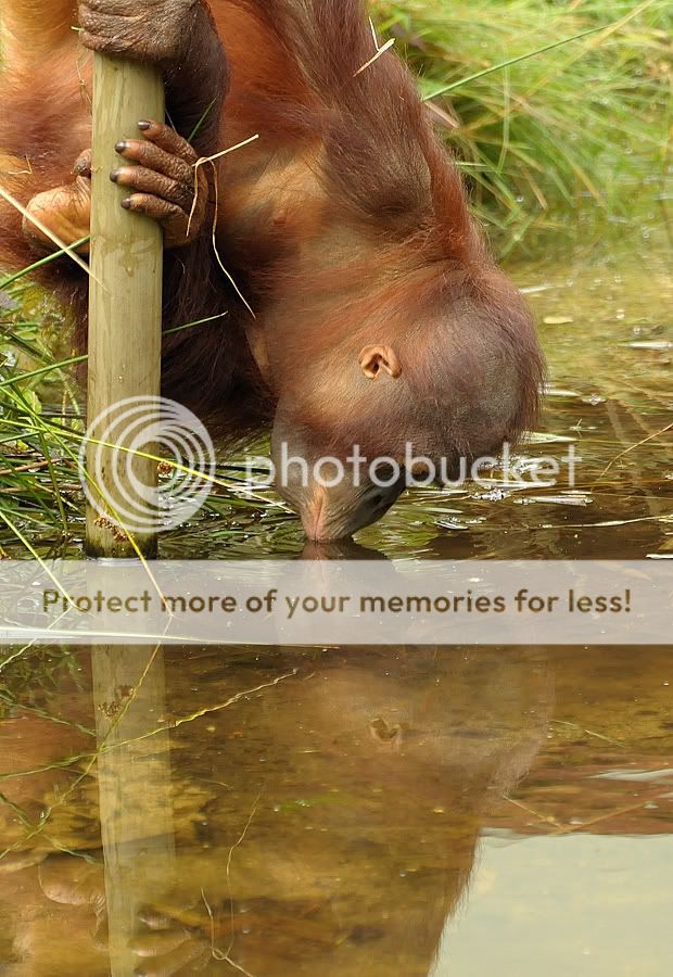 Fotografie