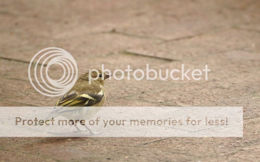 Fotografie