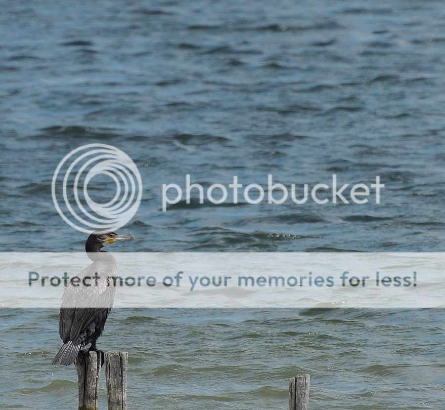 Fotografie
