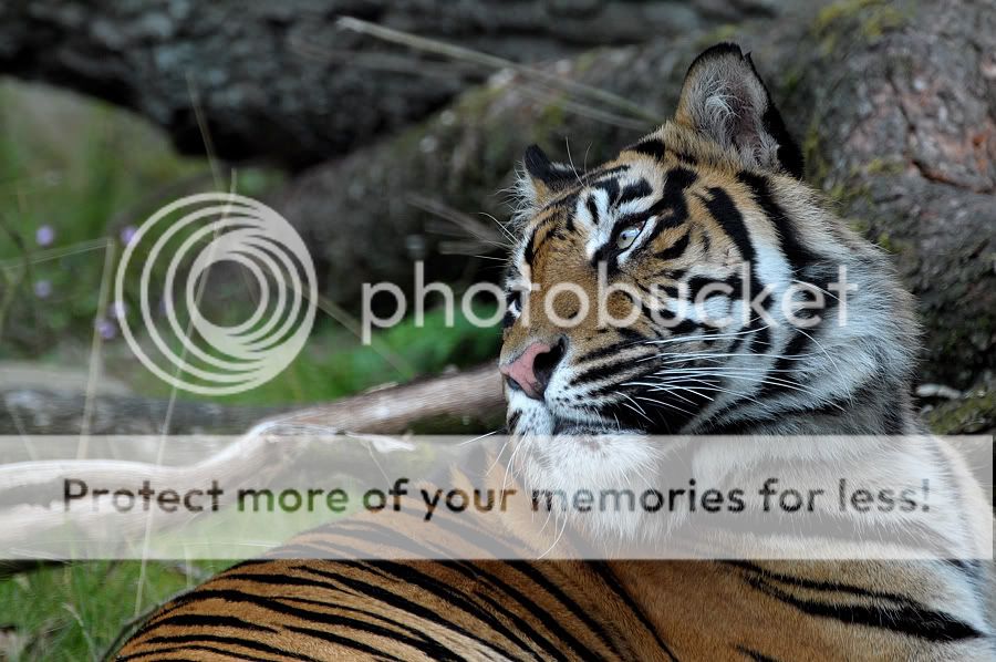Fotografie