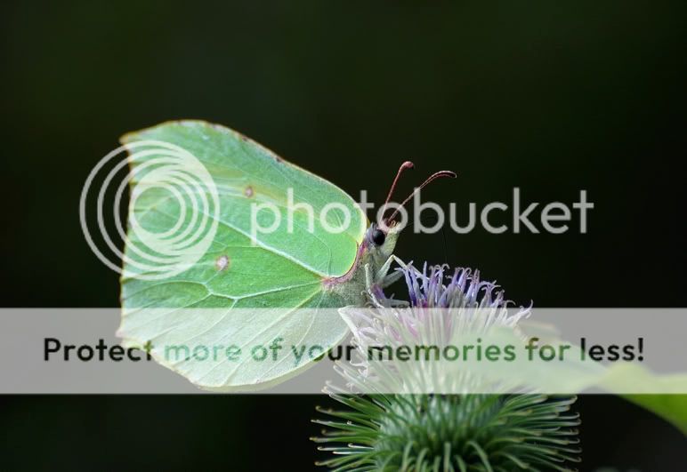 Fotografie