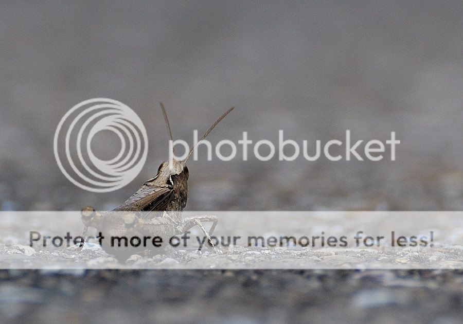 Fotografie