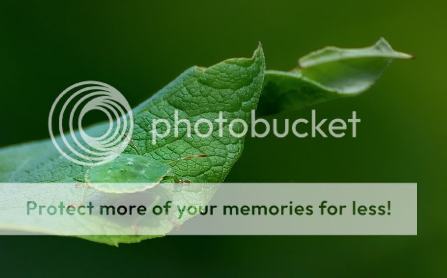 Fotografie