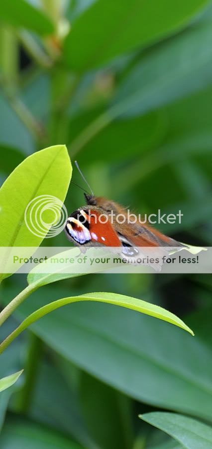 Fotografie
