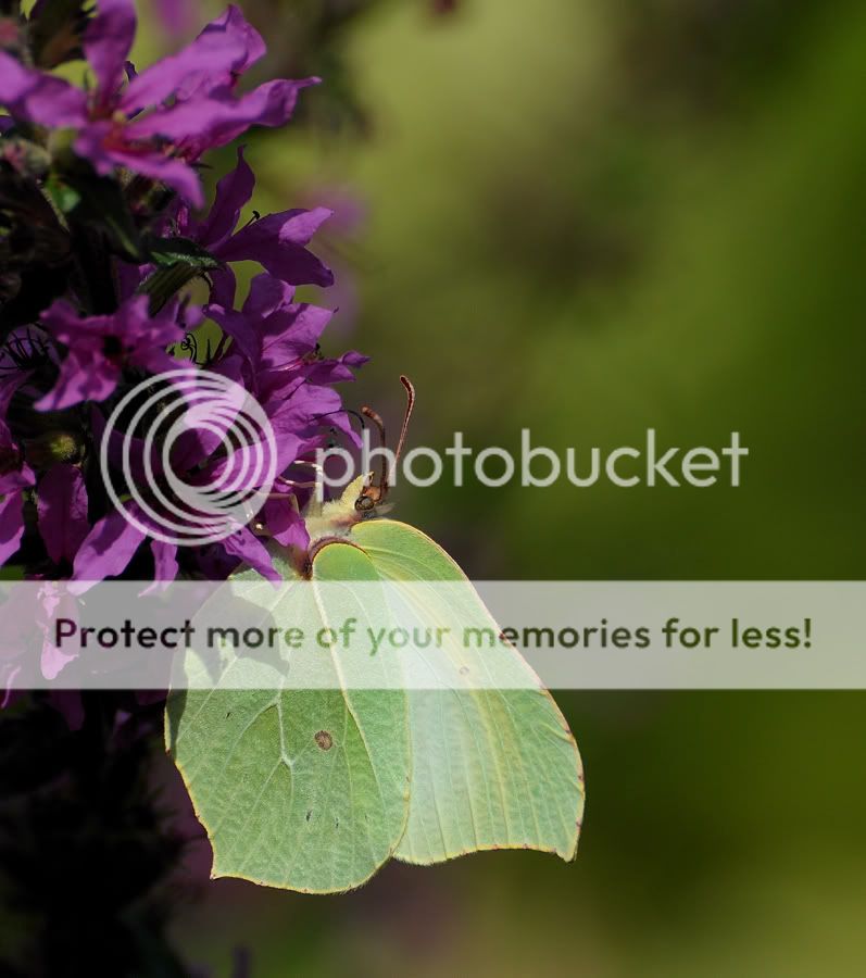 Fotografie