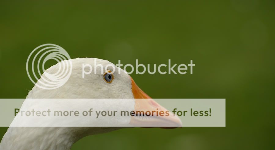 Fotografie