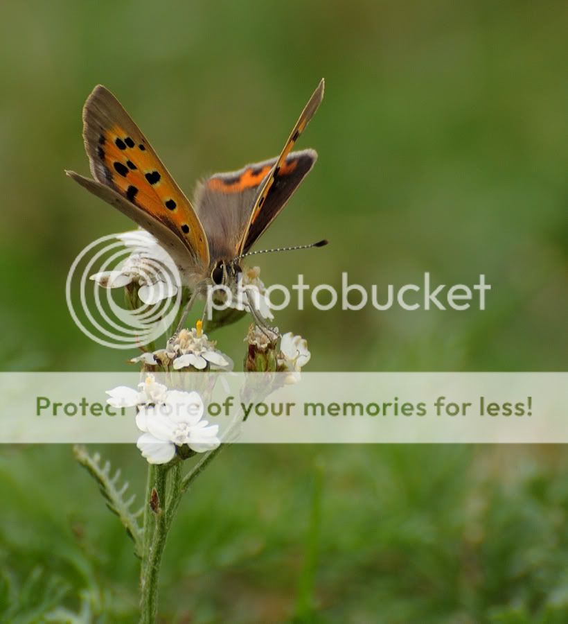 Fotografie