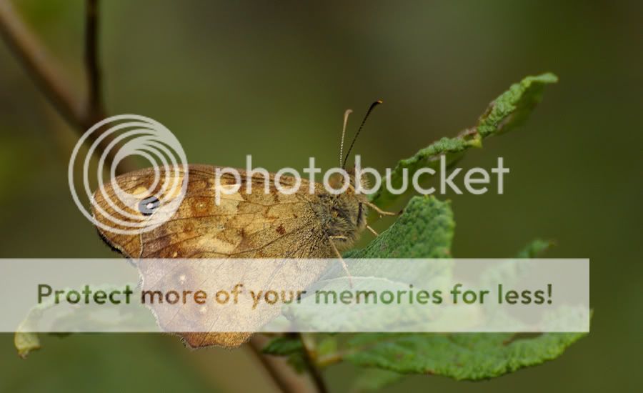 Fotografie