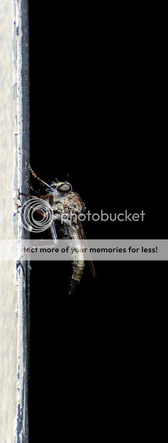 Fotografie