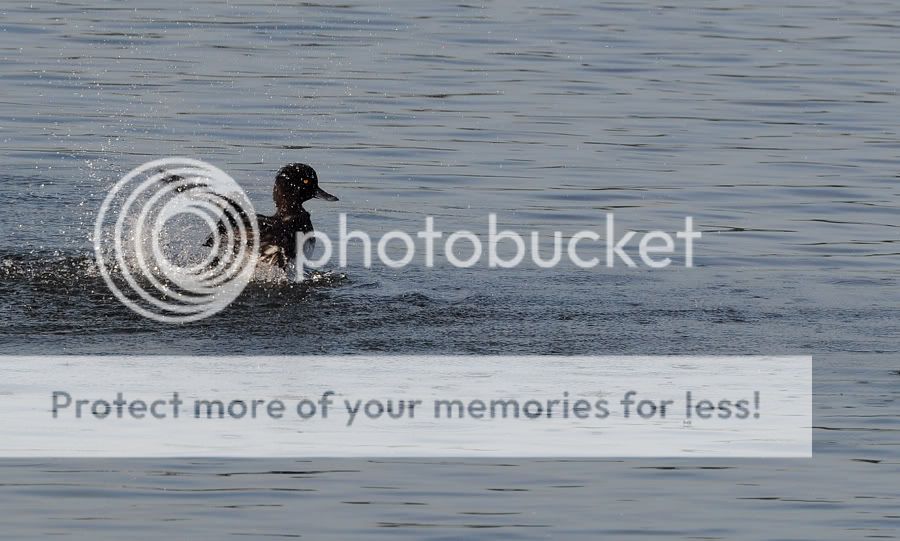 Fotografie
