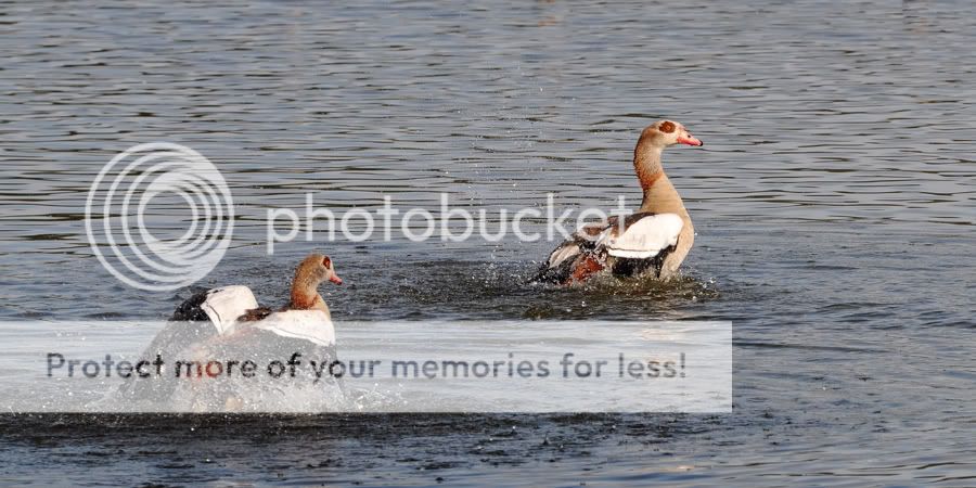 Fotografie