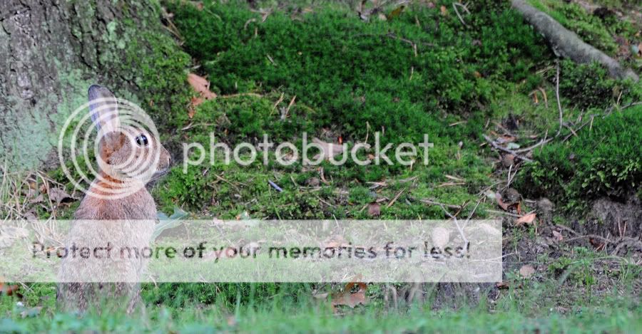 Fotografie