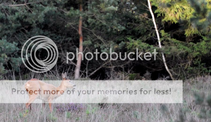 Fotografie